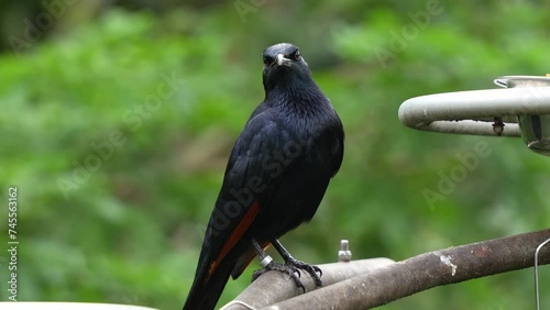 Male red-winged starling, onychognathus morio with glossy black plumage, perched on metal bar in an enclosure, wondering around the surroundings, calling to attract mate during mating season, close up photo