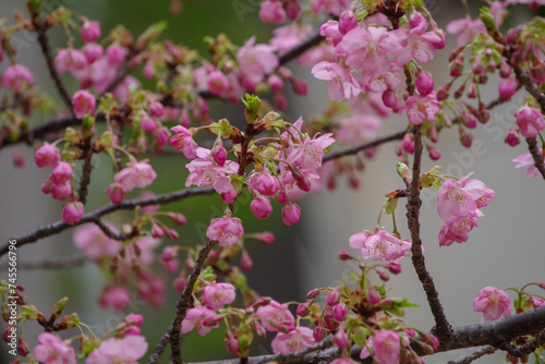 2月下旬に港区赤坂5丁目の河津桜が満開