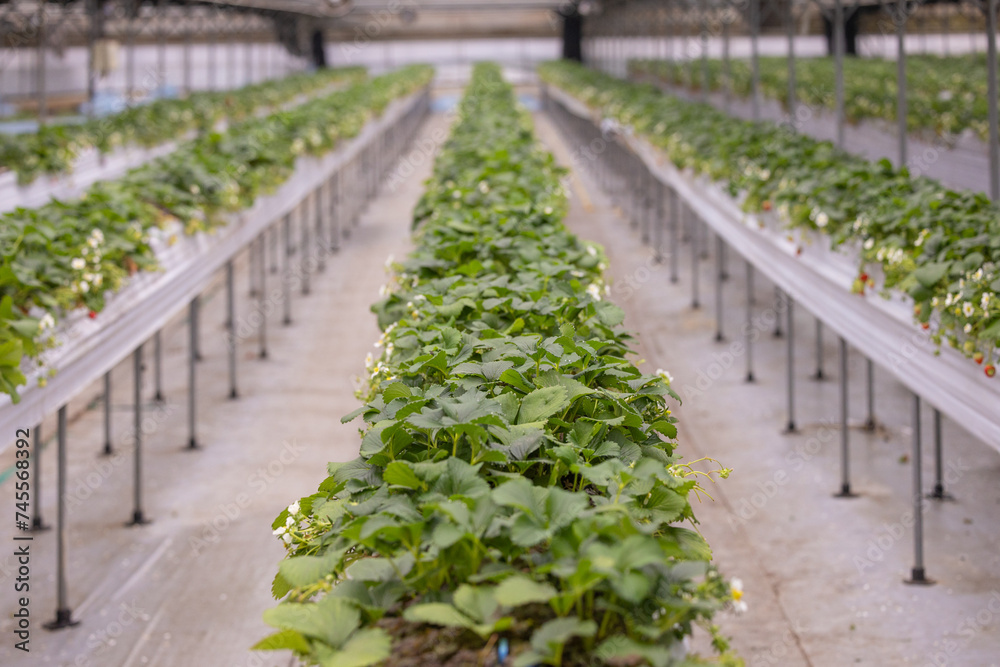 Strawberry farm indoor, Strawberry grown in a vinyl house. Hydroponic Strawberry in greenhouse with high technology farming. Temperature control on farms Strawberry farm indoor, Strawberry grown in a vinyl house. Hydroponic Strawberry in greenhouse with high technology farming. Temperature control on farms