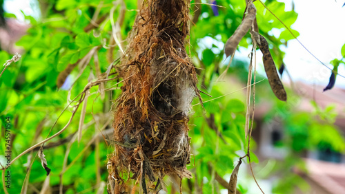A suspended bird's nest, featuring a central opening for parent birds to enter and exit as they care for their young ones.