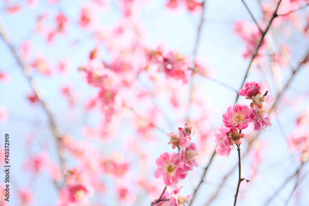 blooming plum tree. floral blurred background. blooming plum tree. floral blurred background.