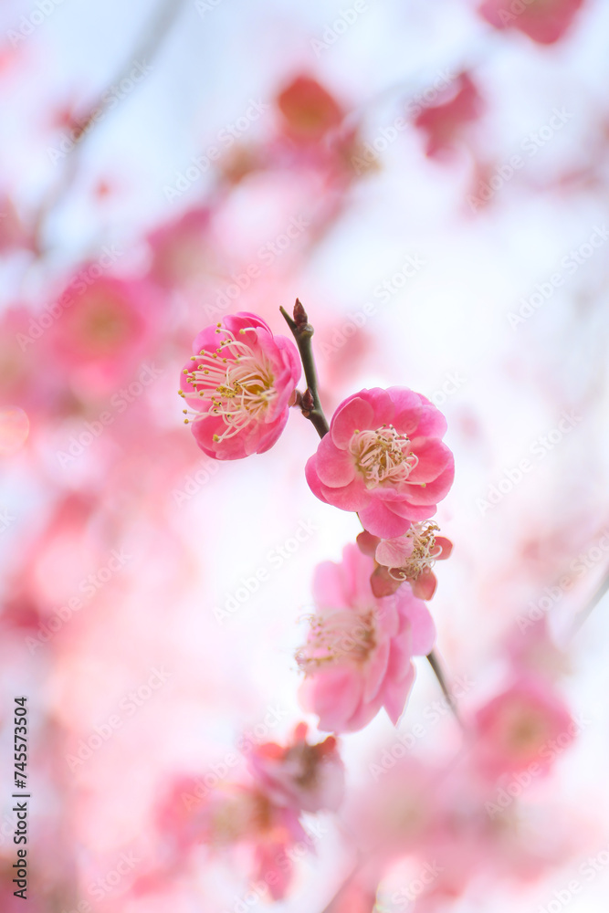 Obraz premium blooming plum tree. floral blurred background.