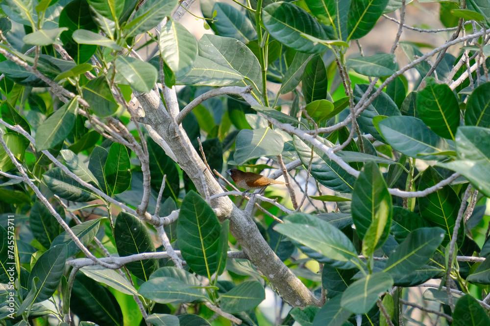 bird on a branch bird on a branch