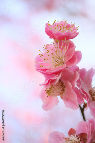 blooming plum tree. floral blurred background.