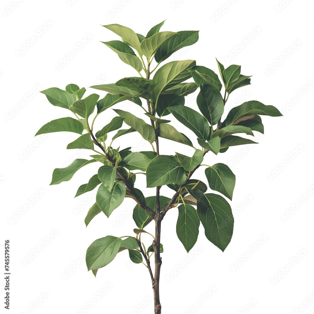 Green leaves and tree isolated on white background, representing nature's freshness and beauty in spring and summer Green leaves and tree isolated on white background, representing nature's freshness and beauty in spring and summer