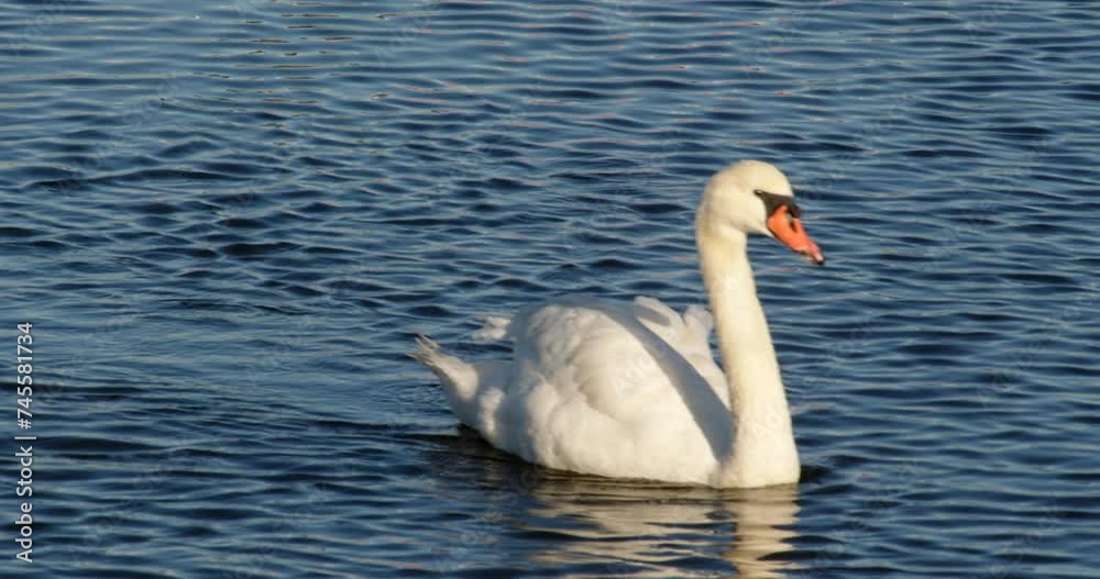 shot of white whooper swan swimming out of frame on Lymington river shot of white whooper swan swimming out of frame on Lymington river