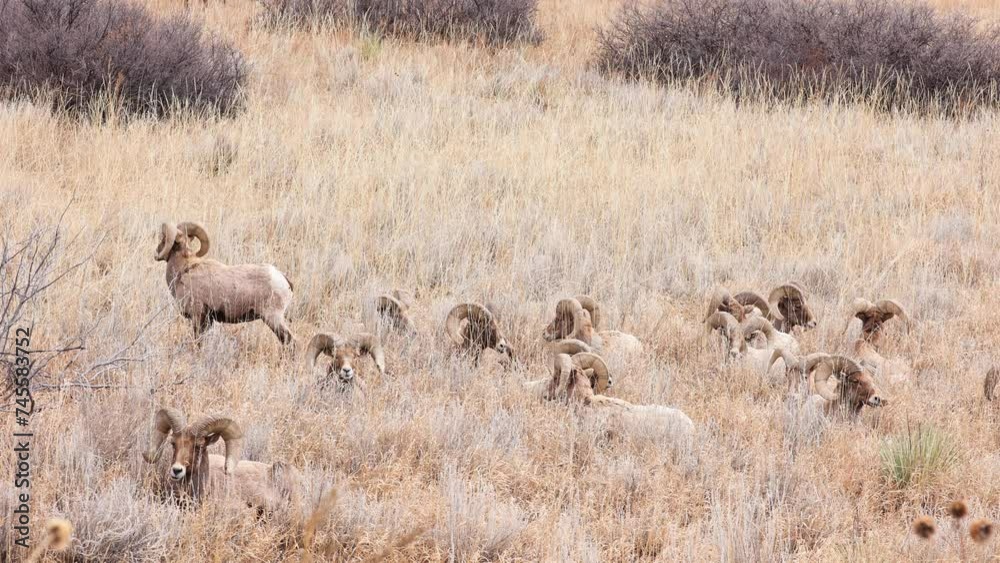 Big Horn Sheep Laying Down and then Running from Predator Wildlife Spotting Big Horn Sheep Laying Down and then Running from Predator Wildlife Spotting