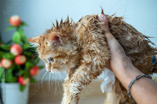 Woman's hand giving a dry bath to an orange cat in the house.