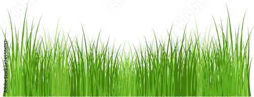 Green grass meadow border vector pattern. Spring summer plant field lawn. Grass background Vector illustration.