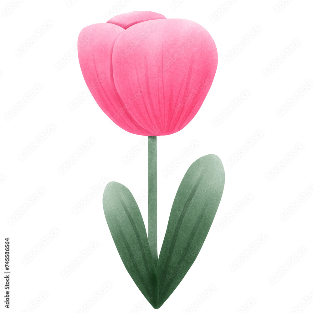 tulip tulip