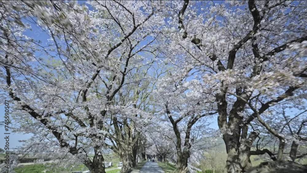 Japan
Kyoto
Blank space
Cherry blossoms
Travel Japan
Kyoto
Blank space
Cherry blossoms
Travel