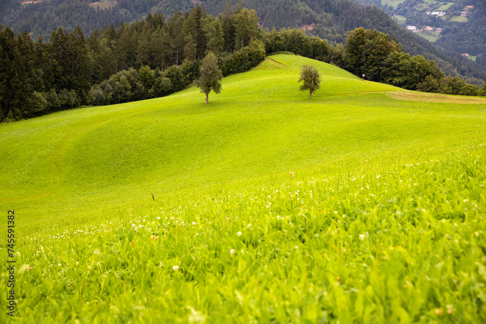 Green summer field of Slovenia.