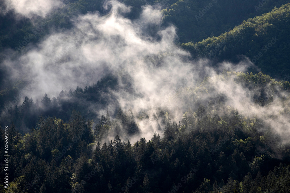 Misty landscape with fir forest Misty landscape with fir forest