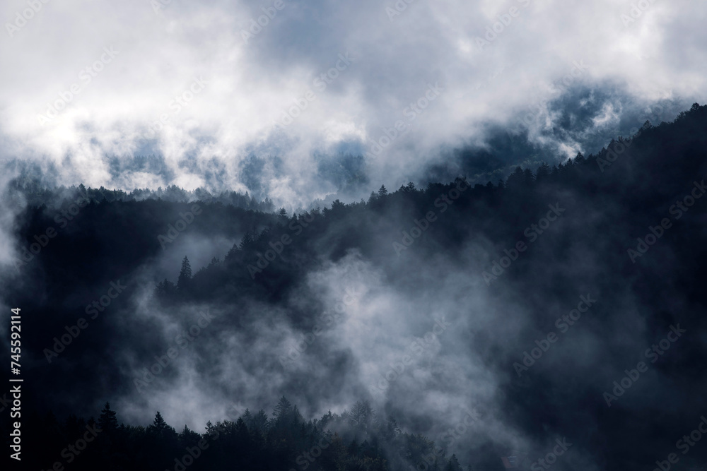 Misty landscape with fir forest Misty landscape with fir forest