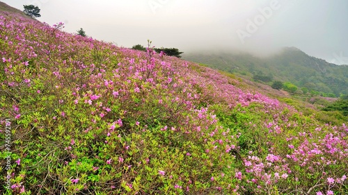Azalea at Hwangmaesan Mountain in Changnyeong, Korea photo