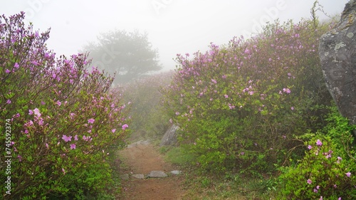 Azalea at Hwangmaesan Mountain in Changnyeong, Korea