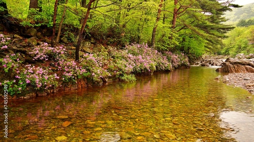 Stunning azalea scenery in Jiri Mountain Valley  Korea
