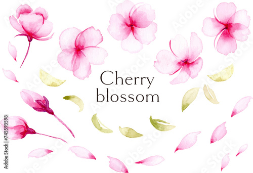 透明感のある水彩の桜、葉、蕾、花びら
