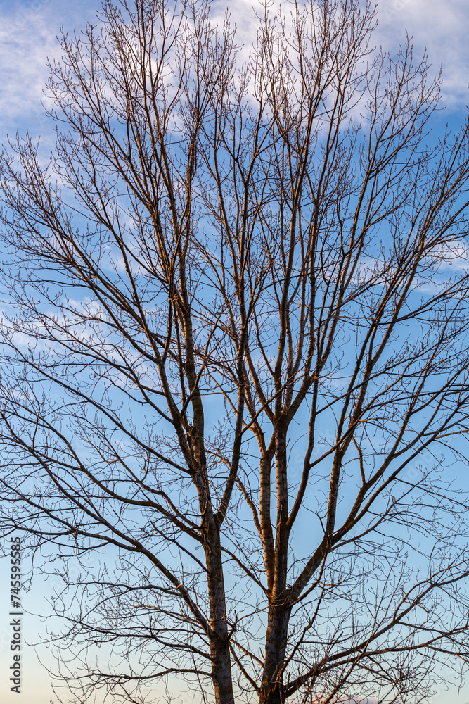 Poplar tree in winter without leaves, with blue sky with clouds in the background. Populus. Poplar tree in winter without leaves, with blue sky with clouds in the background. Populus.