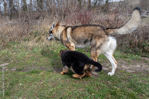 Socialization of a German Shepherd dog puppy with a Czechoslovakian wolf in the field.