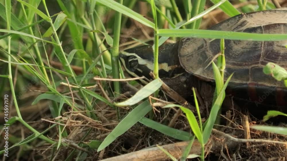 Closeup Of Mekong Snail-eating Turtle In Grass. Malayemys Subtrijuga In Thailand. Closeup Of Mekong Snail-eating Turtle In Grass. Malayemys Subtrijuga In Thailand.