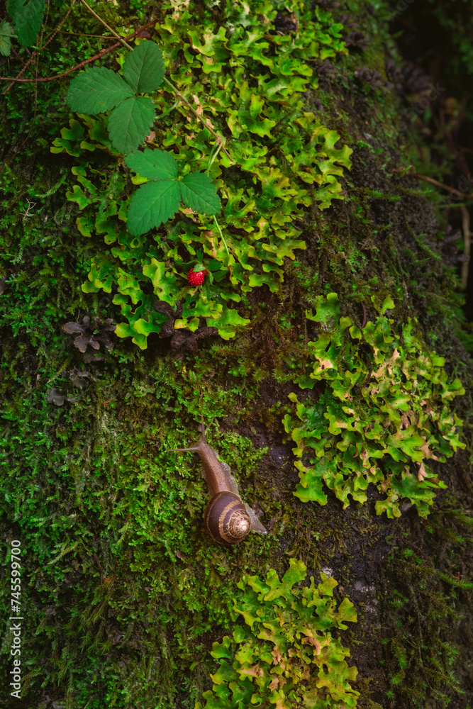 Obraz premium snail and fruit