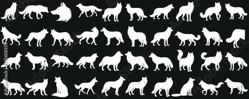 White wolf silhouettes in various dynamic poses  perfect wolf for wildlife  nature  logo  and apparel design. wolf Vector illustration isolated on black background