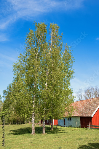 Birch trees on a meadow by a red barn in the countryside