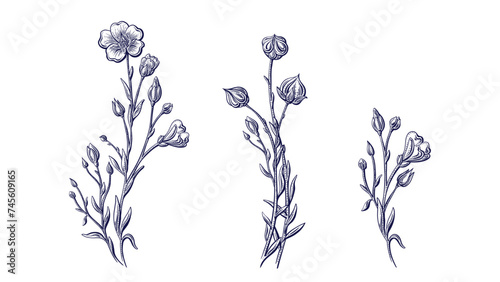 Flax flower, linen seed sketch. Hand drawn art set