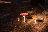 Toadstool mushrooms lit by sun in dark forest