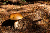 Single large Porcini mushroom in pine forest