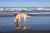 Golden retriver sniffs his reflection on ocean shore