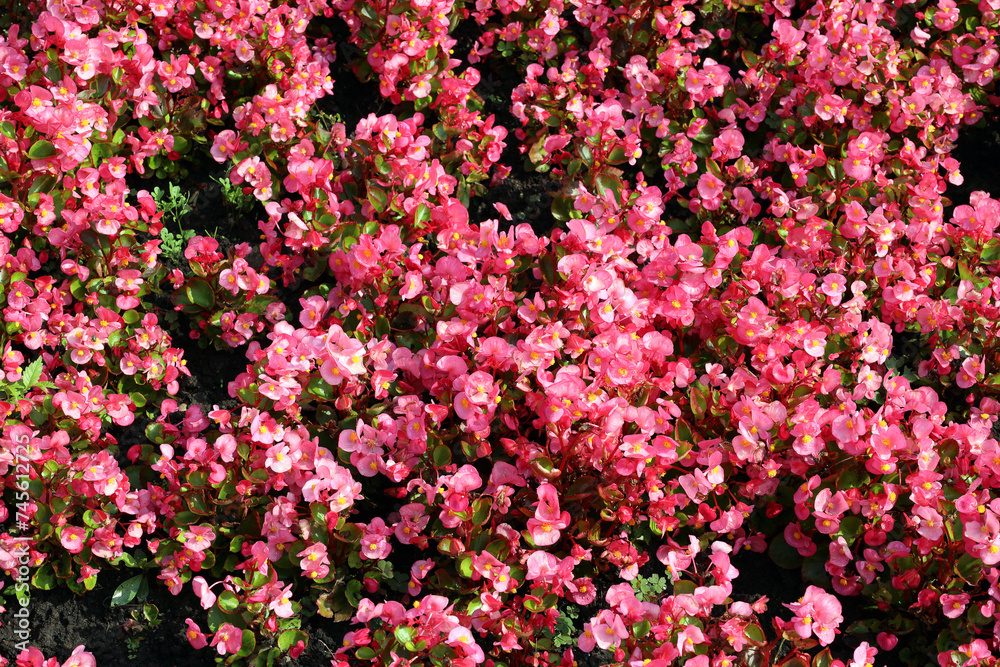 Obraz premium flower bed of pink begonia in natural light