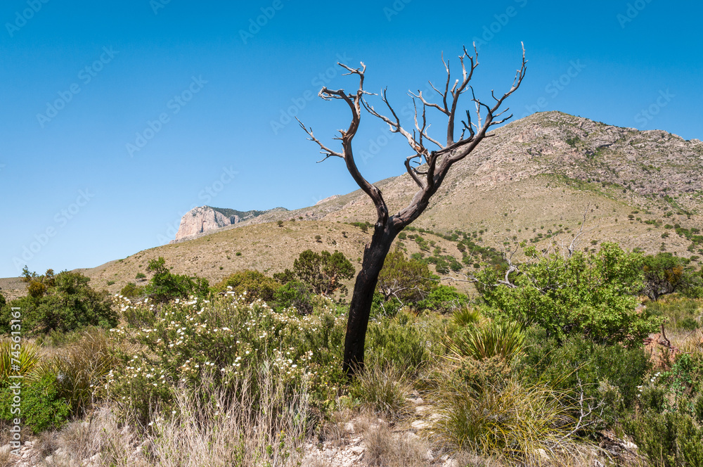 Burnt Dead Tree at Guadalupe Mountains National Park in Western Texas Burnt Dead Tree at Guadalupe Mountains National Park in Western Texas