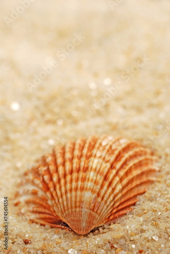 Sea shell in white sand at the beach. Summer background.