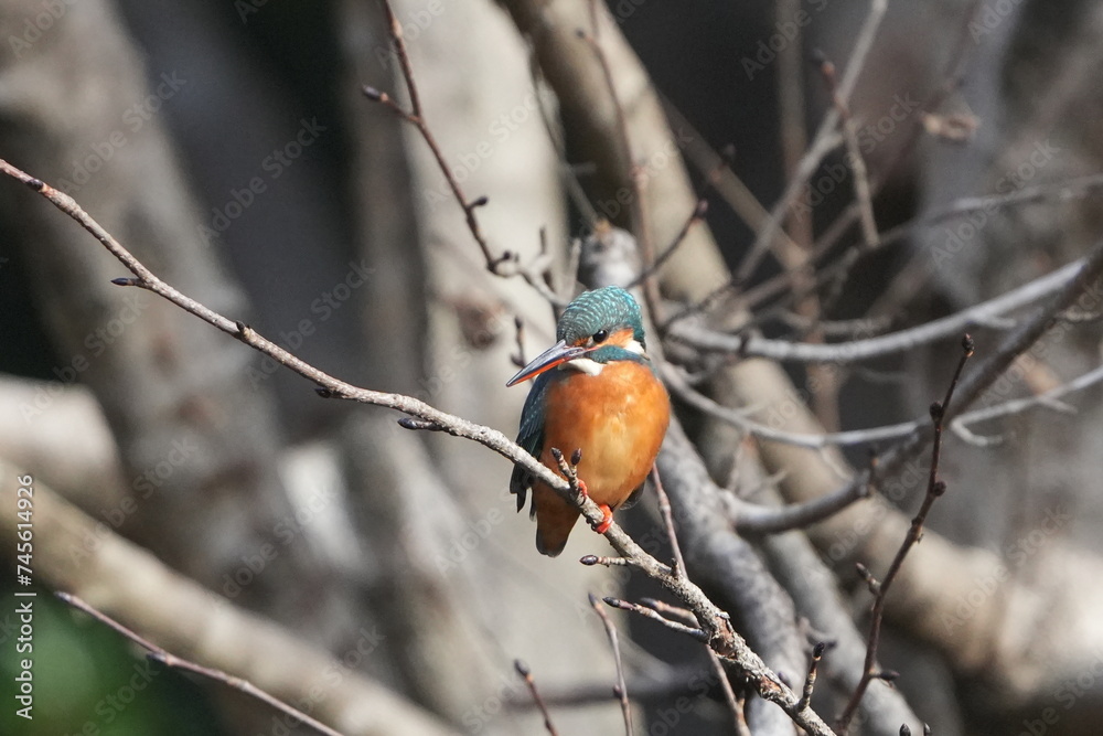 common kingfisher in a forest common kingfisher in a forest