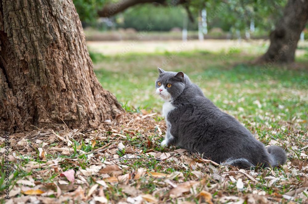 Fototapeta premium British shorthair cat on park grass