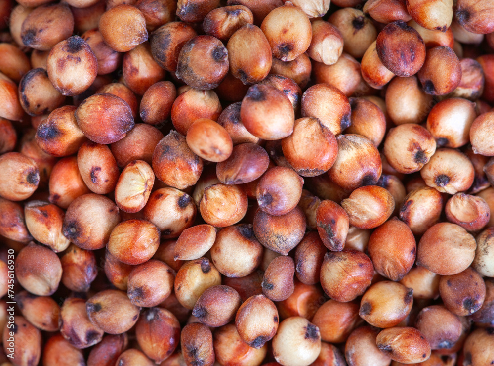 Whole Red sorghum, ancient grain. Full frame close up of grains, background image