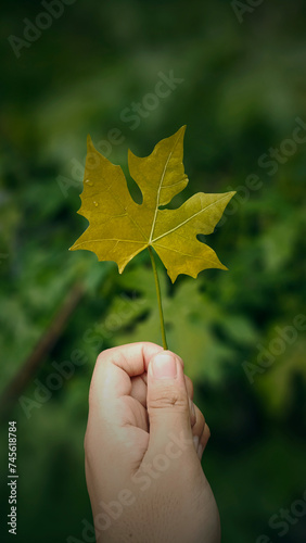 close-up of Hand holding yellow leaf on dark background