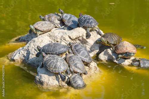 red-eared turtles basking in the sun