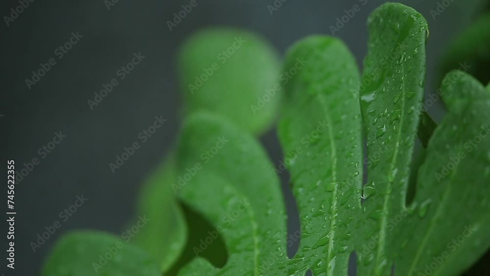 Rain and the sound of rain falling on monstera, summer rainy season Rain and the sound of rain falling on monstera, summer rainy season