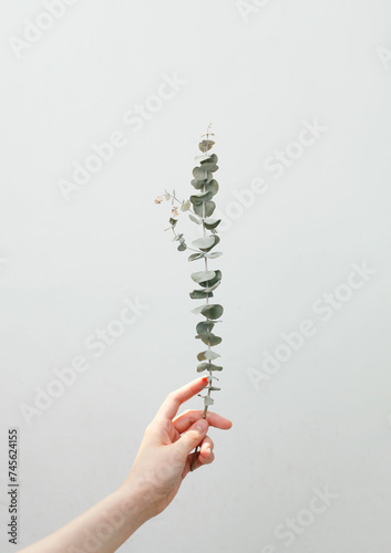 hand holding Eucalyptus leaf