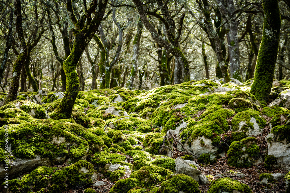 moss at Holm oak, Mola de Planisi, Banyalbufar, Mallorca, Spain moss at Holm oak, Mola de Planisi, Banyalbufar, Mallorca, Spain