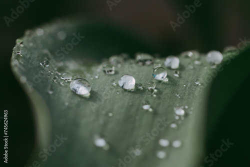 A green plant after rain with water droplets in close-up