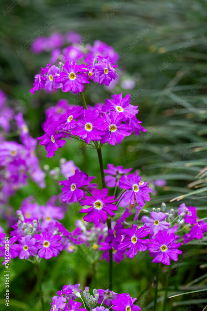 Bloom Fairy Primrose - Primula Malacoides, which is also known as Fairy Primrose, blooms early in the season into lavender flowers which reach approximately 12 inch wide, on soft hairy stalks.