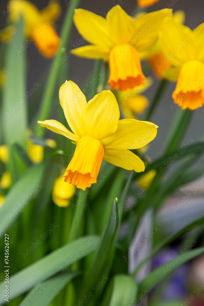 Cyclamen flowered daffodil. Close-up of yellow daffodil flowers in the spring time Cyclamen flowered daffodil. Close-up of yellow daffodil flowers in the spring time