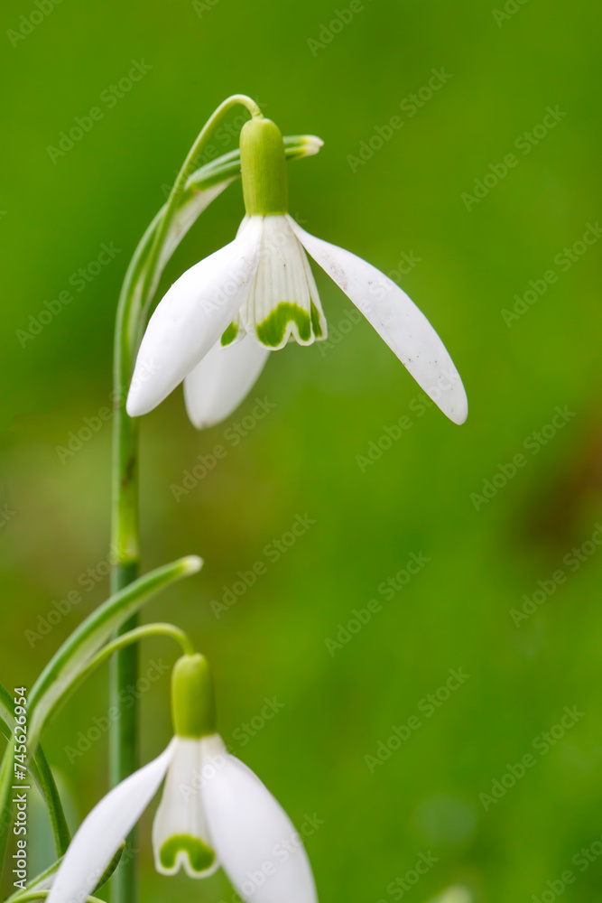 Galanthus is a genus of plants belonging to the Amaryllidaceae family. Galanthus is a genus of plants belonging to the Amaryllidaceae family.