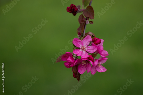 Blooming decorative almond tree branch with pink flowers close-up © Victoria