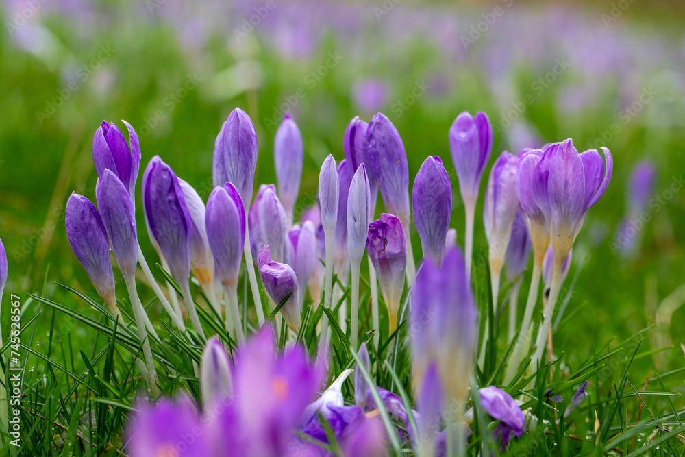 Shining purple-white crocus. Crocus chrysanthus. Shining purple-white crocus. Crocus chrysanthus.