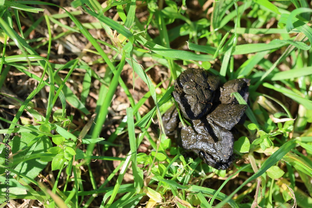 Fototapeta premium fresh sheep droppings on grass